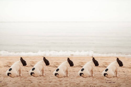 Five dogs sitting on the seashore